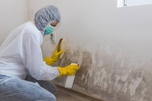 Best Post-Flood Mold Remediation in Woxall, PA